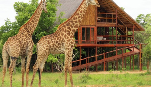 Bushwillow (Superior Tree House)