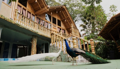 Royal Cabin, 2 Queen Beds