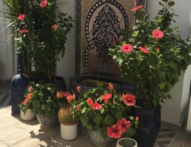 Double Room with Terrace