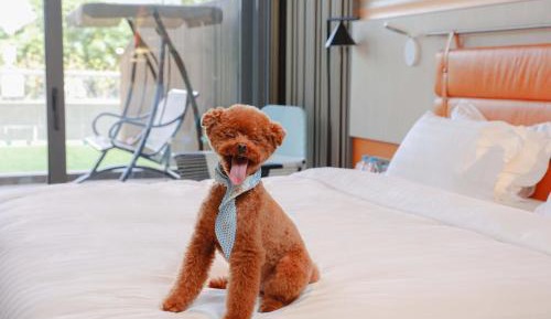Premium King Room with Terrace Access - Dog-Friendly