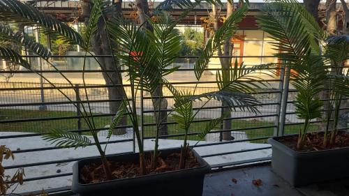 King Room with Balcony