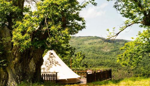 Tent