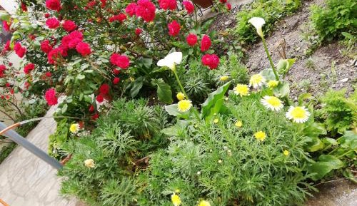 One-Bedroom Apartment with Garden
