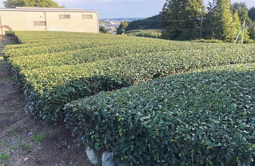 Shimada House | Entire building available Limited to one group p /Shimada Shizuoka