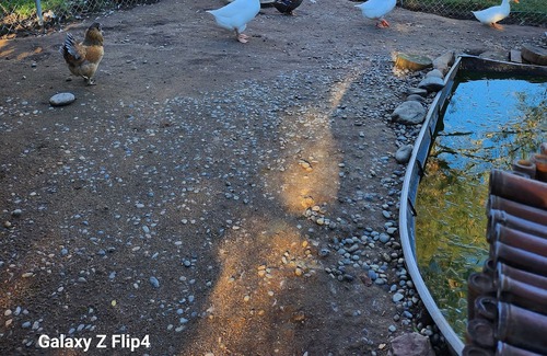 Coarsegold House | Comfort on Wheels 5th Wheel with Hot Tub Goats, Ducks, Chickens, Kune Pigs
