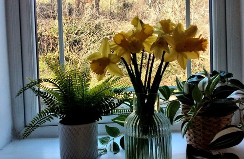 Saltash Cottage | Cute Cornish Cottage in stunning countryside close to gorgeous beaches.