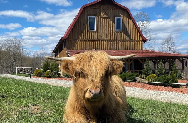 The Barn at Dogwood Ridge Farms: Highland Cow and Mini Donkey Farm